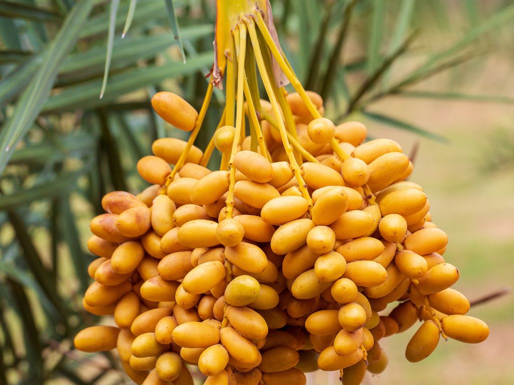 Organic Sukkari Dates – 1kg Pack