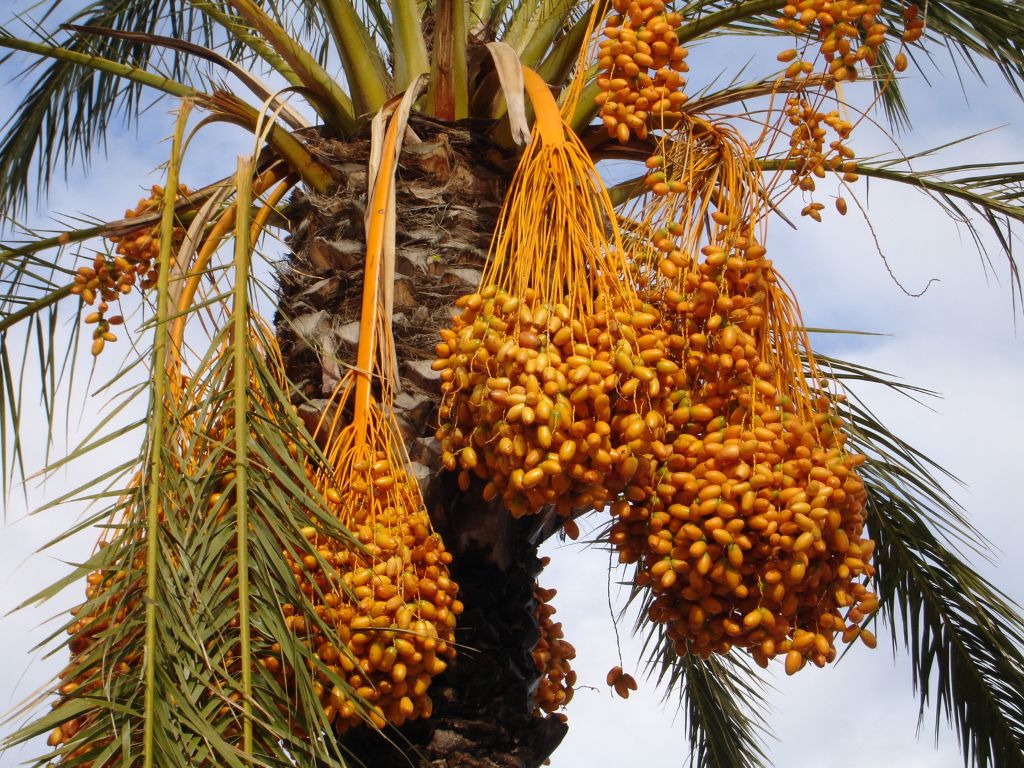 Organic Saidi Dates – 1kg Pack