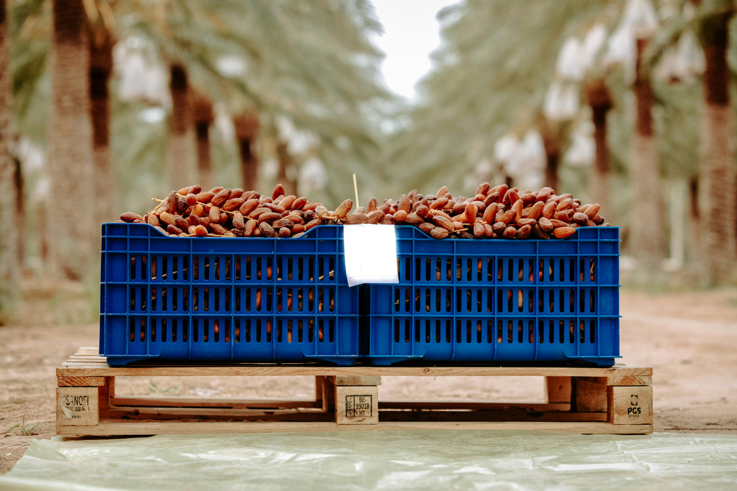 Organic Sukkari Dates – 500g Pack